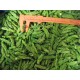 FROZEN GREEN ASPARAGUS