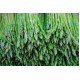 FROZEN GREEN ASPARAGUS