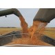 BUCK WHEAT 