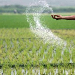 UREA PRİLLED 46,2 %  