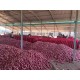ONION