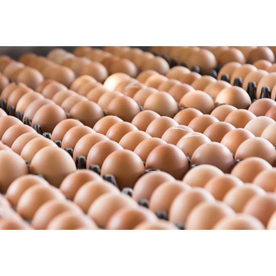 FRESH TABLE CHİCKEN EGGS SMALL MEDİUM LARGE  