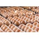 FRESH TABLE CHİCKEN EGGS SMALL MEDİUM LARGE  