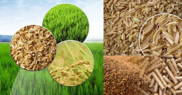 Compressed Rice Hust RICEHUSK
