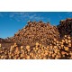 TIMBER & LOGS