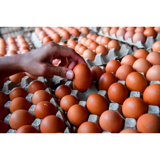 FRESH TABLE CHİCKEN EGGS SMALL MEDİUM LARGE  