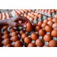 FRESH TABLE CHİCKEN EGGS SMALL MEDİUM LARGE  