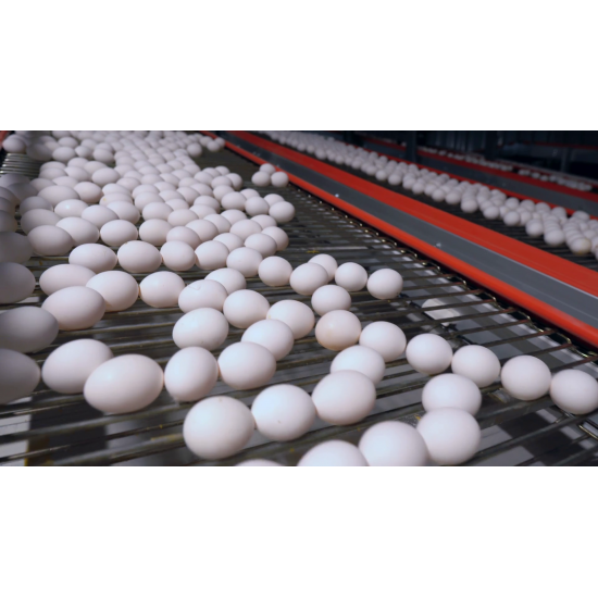 FRESH TABLE CHİCKEN EGGS SMALL MEDİUM LARGE  