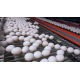 FRESH TABLE CHİCKEN EGGS SMALL MEDİUM LARGE  